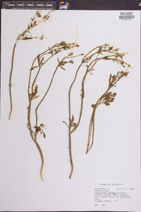 Ranunculus texensis image