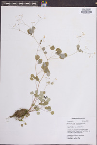 Thalictrum clavatum image