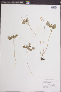 Thalictrum dioicum image