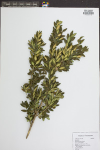 Buxus sempervirens image