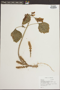 Pachysandra procumbens image