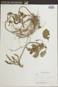 Pachysandra procumbens image