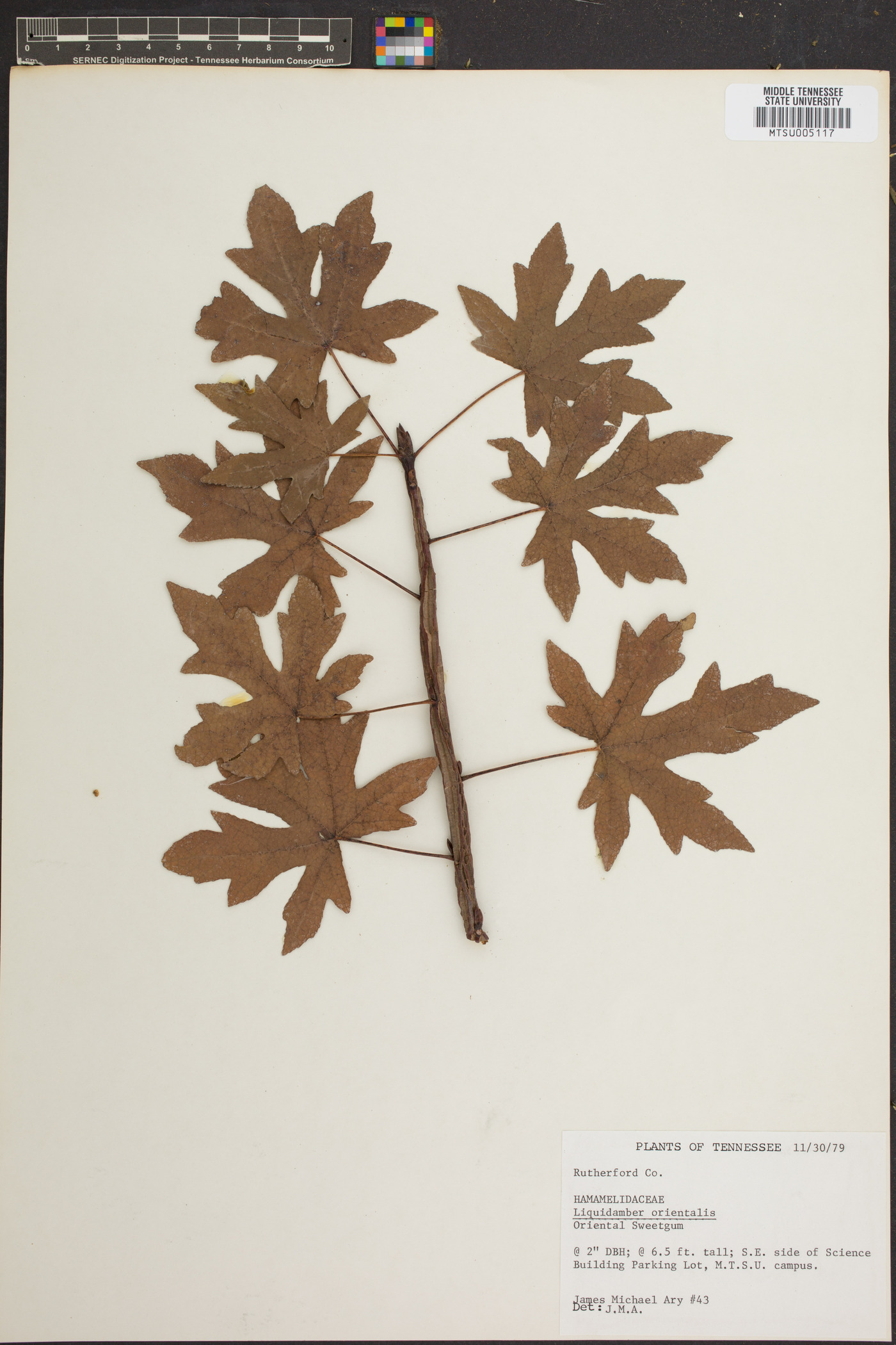 Liquidambar orientalis image