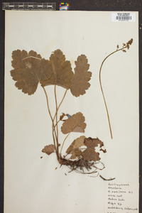 Heuchera americana image