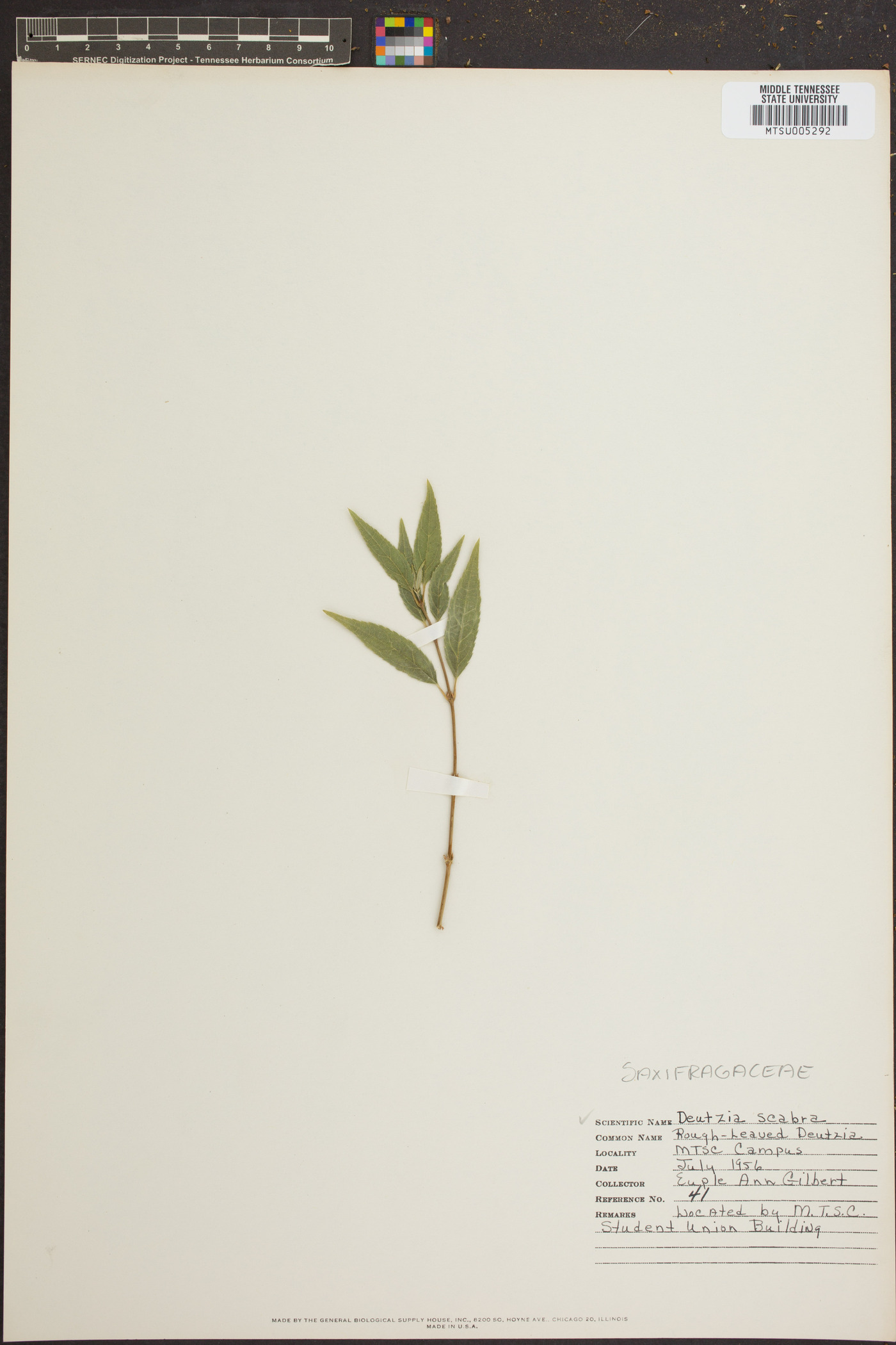 Deutzia scabra image