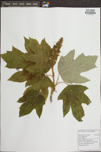 Hydrangea quercifolia image