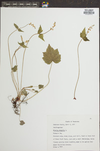 Mitella diphylla image