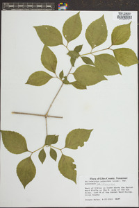 Philadelphus pubescens image