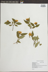 Philadelphus grandiflorus image