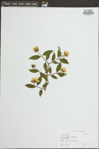 Philadelphus inodorus image