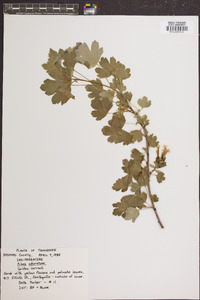 Ribes odoratum image