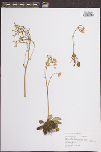 Saxifraga caroliniana image