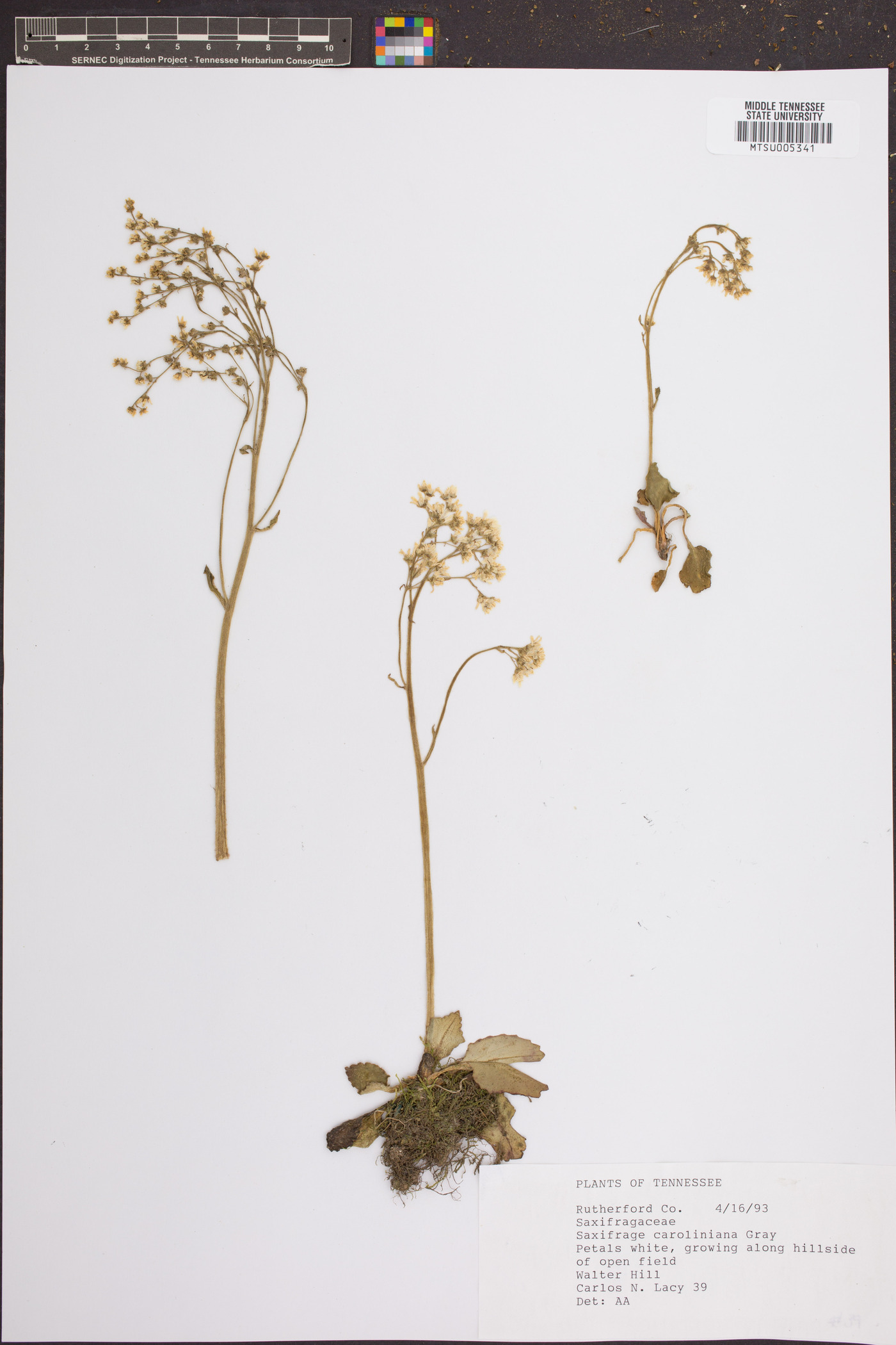 Saxifraga caroliniana image