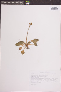 Micranthes virginiensis image