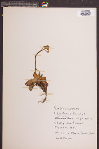 Micranthes virginiensis image