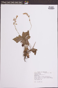 Tiarella cordifolia image