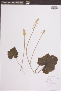 Tiarella cordifolia image