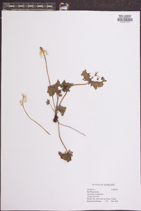 Tiarella cordifolia image