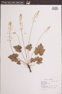 Tiarella cordifolia image