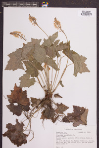 Tiarella cordifolia image