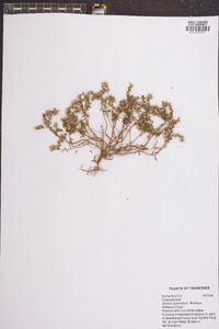 Sedum pulchellum image