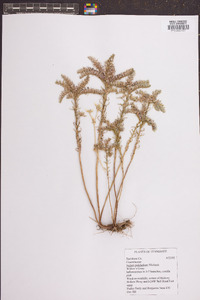 Sedum pulchellum image