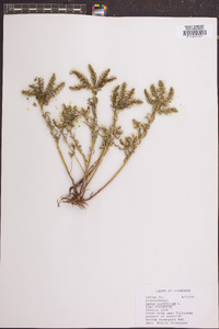 Sedum pulchellum image