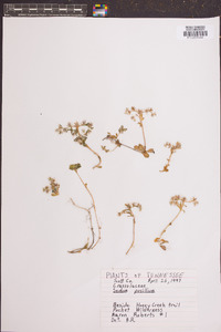 Sedum pulchellum image