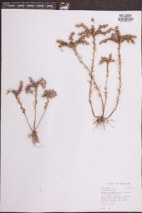 Sedum pulchellum image