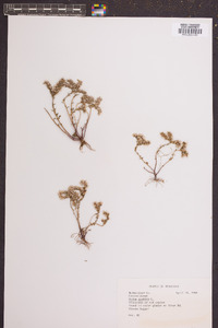 Sedum pulchellum image