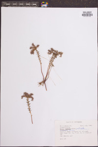 Sedum pulchellum image