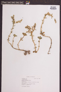 Sedum ternatum image