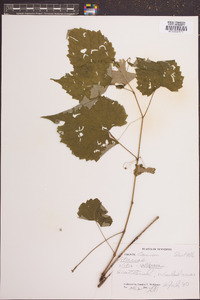 Vitis vulpina image