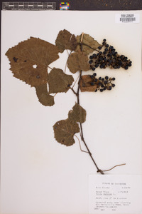 Vitis vulpina image