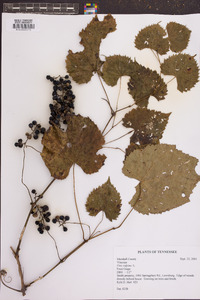 Vitis vulpina image