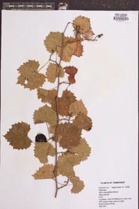 Vitis rotundifolia image