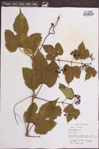 Vitis palmata image