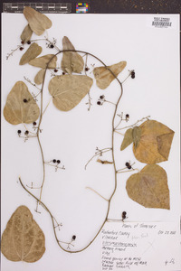 Vitis mustangensis image