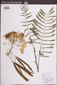 Albizia julibrissin image