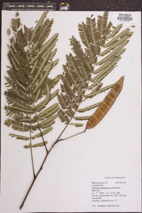 Albizia julibrissin image