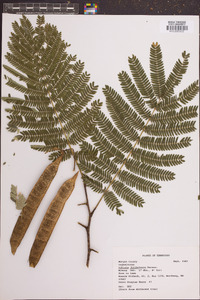 Albizia julibrissin image