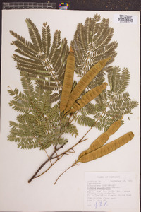 Albizia julibrissin image