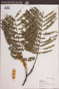 Albizia julibrissin image