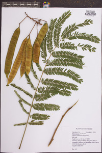 Albizia julibrissin image