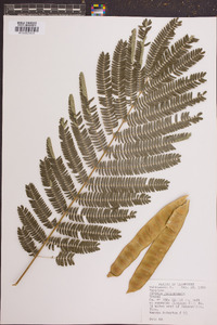 Albizia julibrissin image