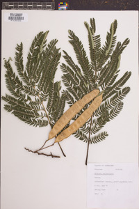 Albizia julibrissin image