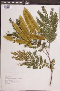 Albizia julibrissin image