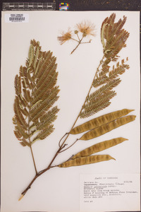 Albizia julibrissin image