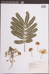 Albizia julibrissin image