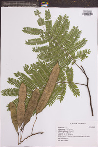 Albizia julibrissin image